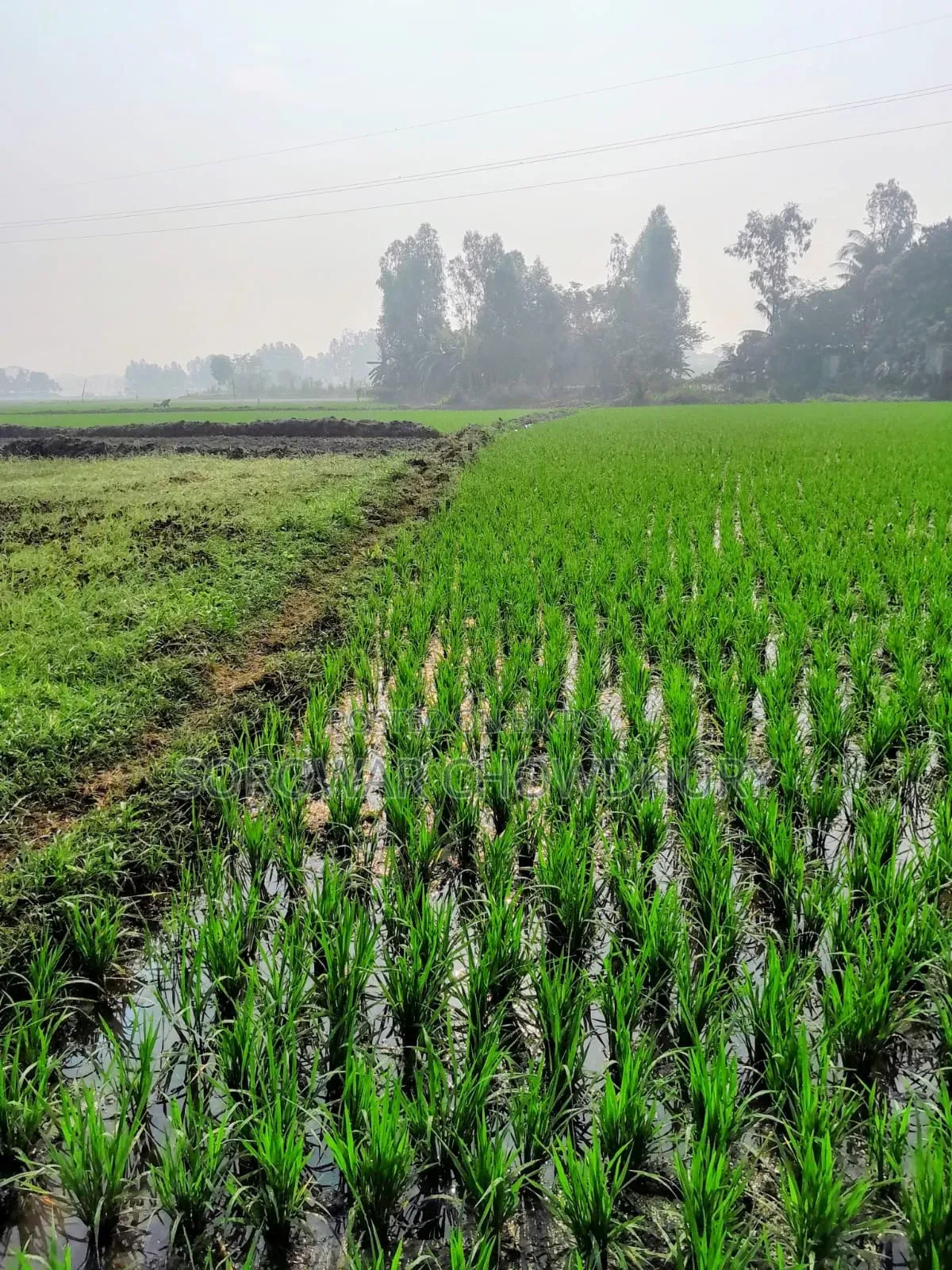 Land for sale in Koykirtan, Sreenagar in Sreenagar