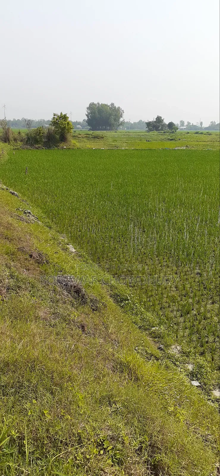 30 katha land for sale in Sreenagar in Sreenagar