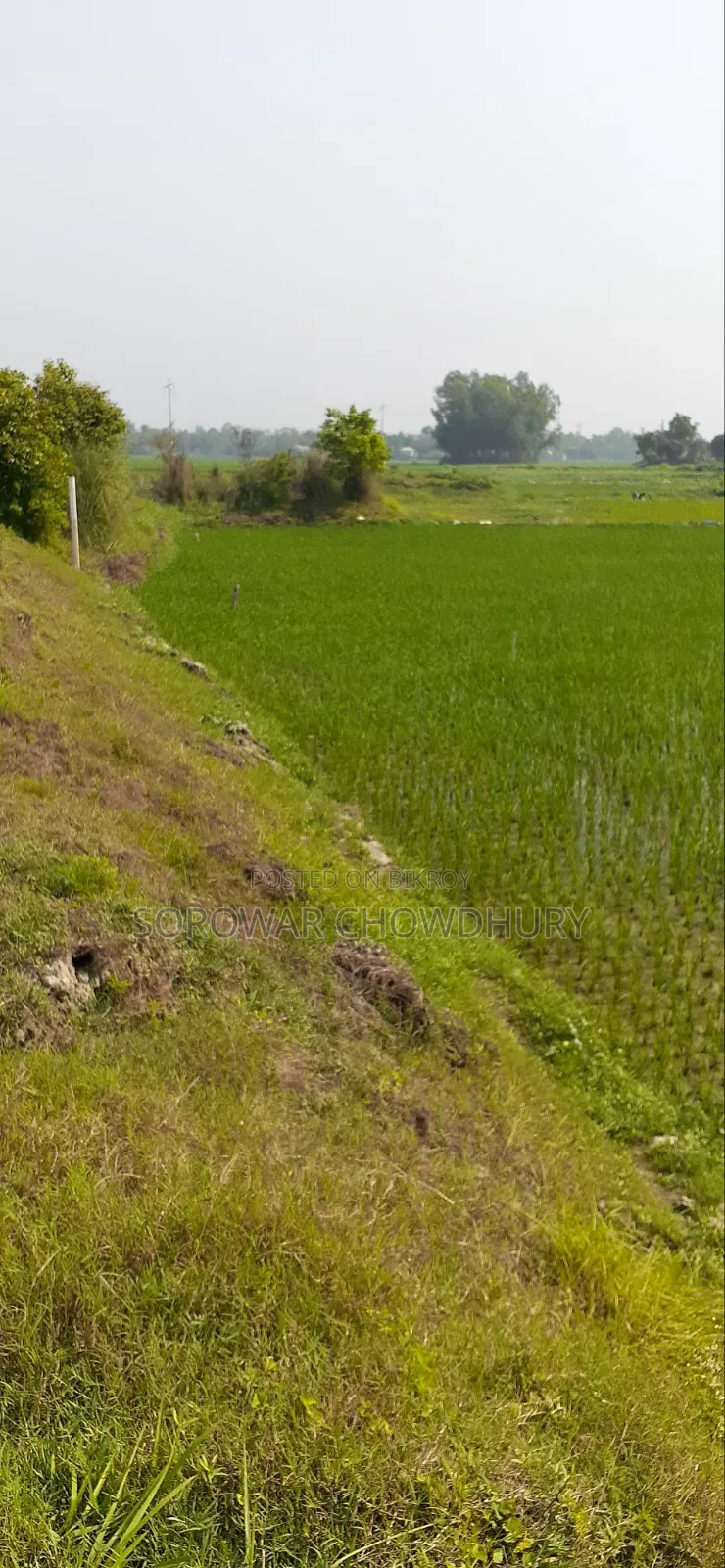 30 katha land for sale in Sreenagar in Sreenagar