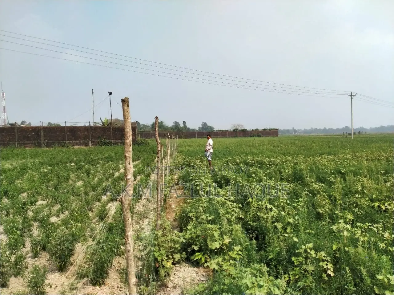Land Sale in Mirsharai Economic Zone. Land Size-212 Decimal. in Mirsharai
