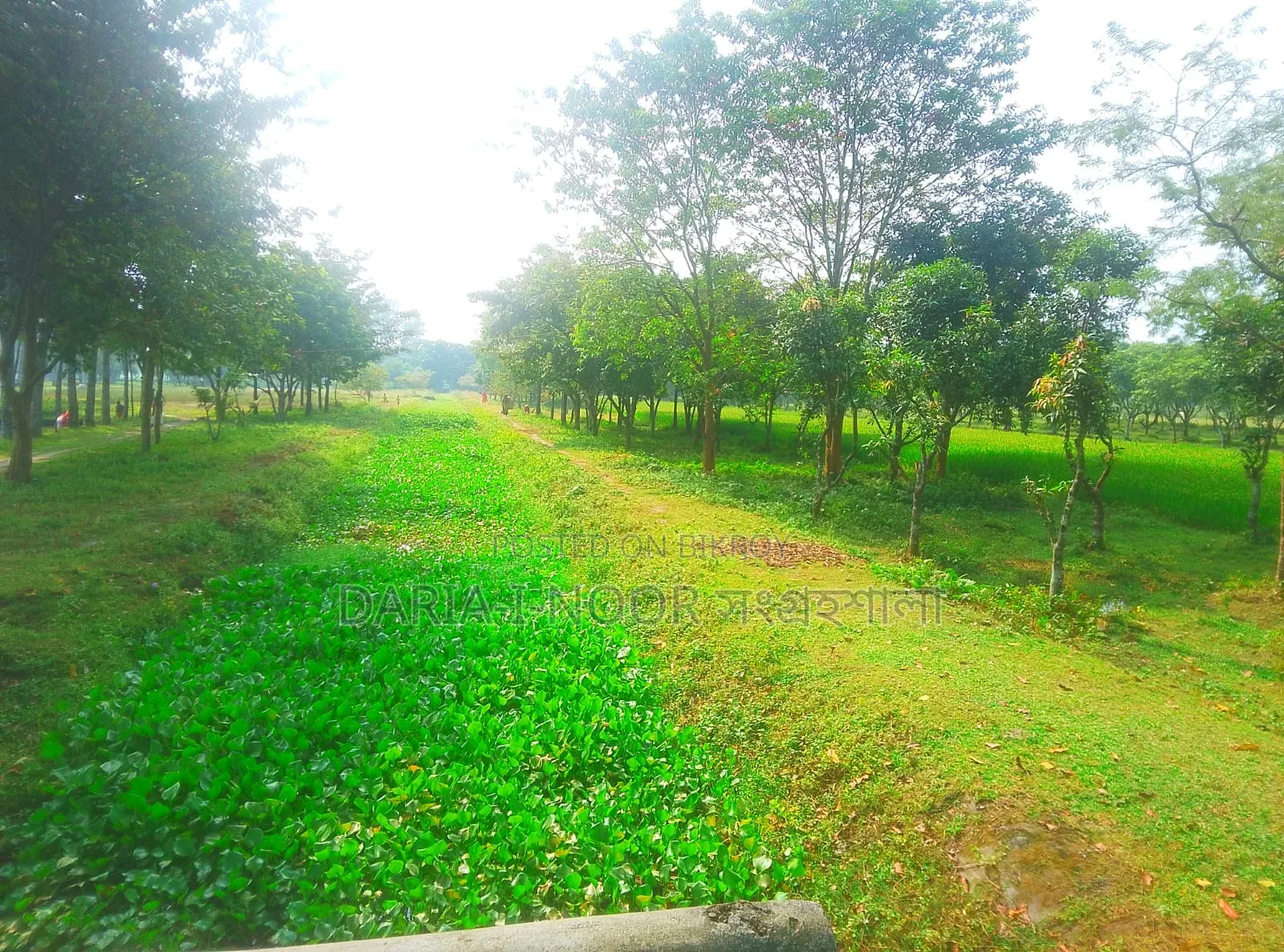 66 Bighas of Land for Sale with Tea Garden, Agro Farm, and Resort. in Tetulia